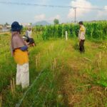 Bhabinkamtibmas Labuapi Aktif Dorong Ketahanan Pangan di Desa Karang Bongkot