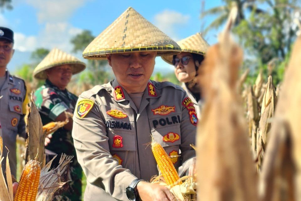 Kapolres Lombok Barat Hadiri Panen Raya Jagung, Sinergi Polri dan Petani Jaga Ketahanan Pangan