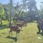 Bhabinkamtibmas Batulayar Barat Aktif Dorong Ketahanan Pangan Masyarakat Melalui Pemanfaatan Pekarang