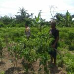 Ketahanan Pangan Keluarga: Upaya Nyata dari Desa Jagaraga