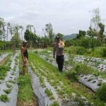 Sambang Warga, Bhabinkamtibmas Gaungkan Ketahanan Pangan Desa