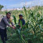 Optimalisasi Lahan Kosong Desa Bagik Polak Barat untuk Ketahanan Pangan