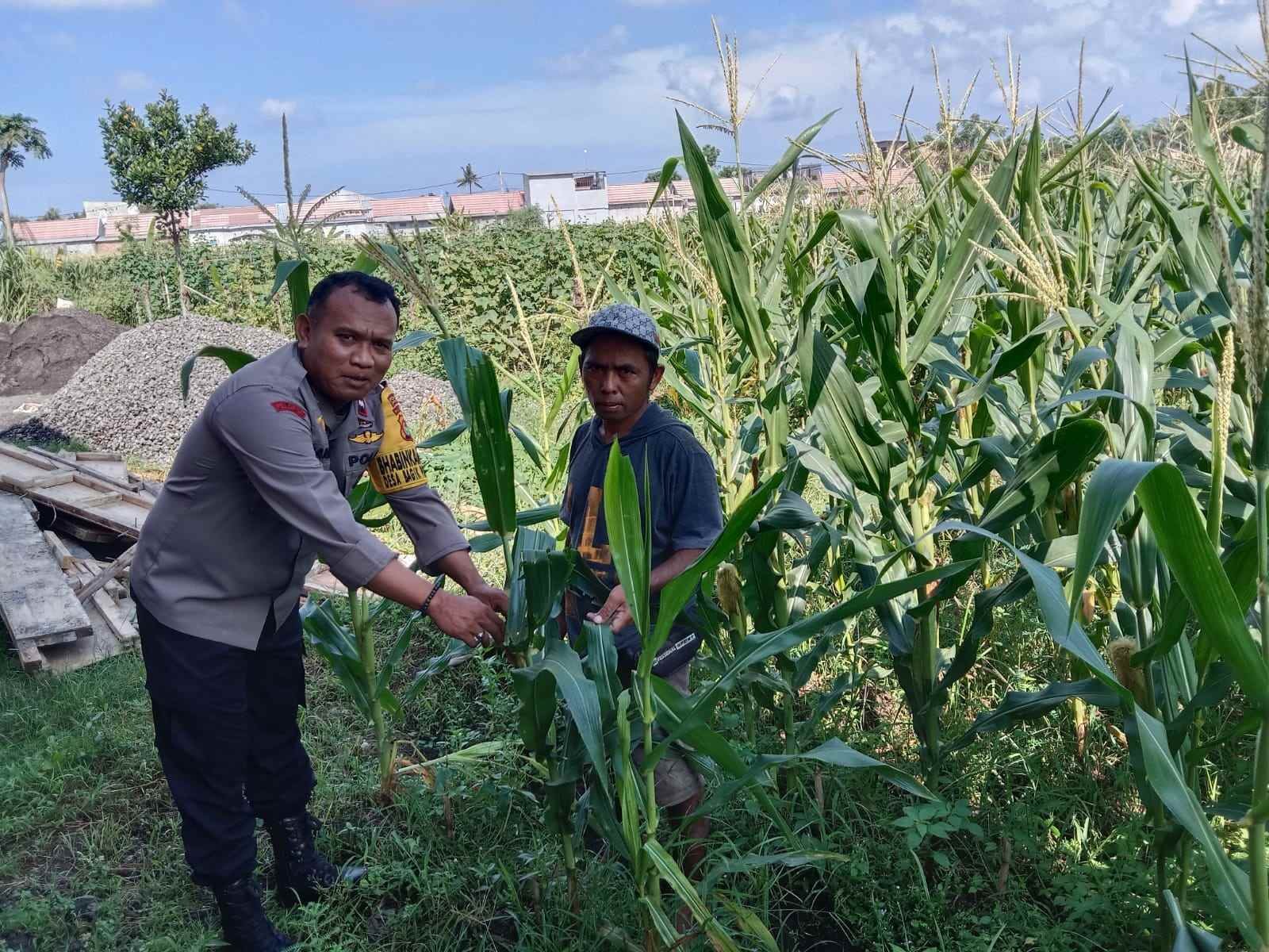 Optimalisasi Lahan Kosong Desa Bagik Polak Barat untuk Ketahanan Pangan