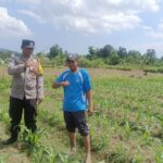 Sinergi Polri dan Petani: Polsek Gerung Galakkan Pemanfaatan Lahan Pekarangan untuk Pangan Bergizi