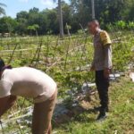 Bhabinkamtibmas Batu Putih Dukung Petani Cabai di Sekotong
