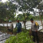 Bhabinkamtibmas Desa Kediri Dukung Ketahanan Pangan Lewat Sambang Petani