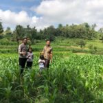 Bhabinkamtibmas Mareje Dukung Petani Jagung di Lembar