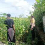 Jagung Bonanza dan Peran Polri dalam Ketahanan Pangan