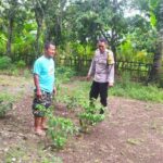 Dukung Ketahanan Pangan, Polisi Edukasi Warga Sekotong Tanam Cabai