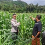 Polri Hadir di Ladang Jagung Sekotong, Dorong Stabilitas Pangan