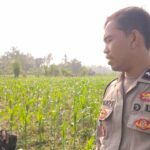 Program Ketahanan Pangan Diperkuat Lewat Kunjungan Polsek Lembar ke Petani