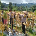 Panen Raya Jagung di Lombok Barat: Sinergi Petani dan Polri
