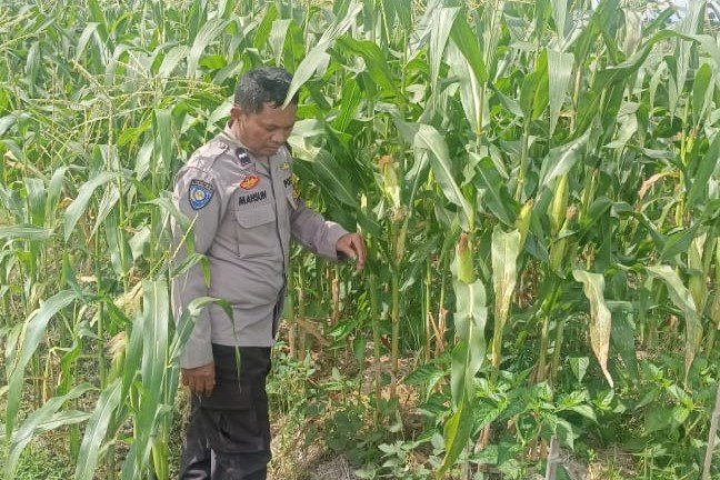 Mitra Tani: Peran Polisi dalam Mewujudkan Pangan Mandiri