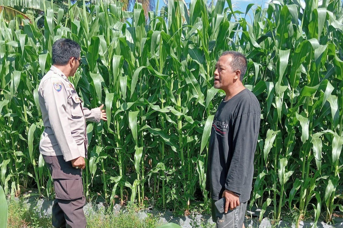 Polsek Lembar Dampingi Petani Jagung di Gunung Gundil
