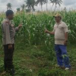 Pemanfaatan Pekarangan dan Jagung Siap Panen, Banyumulek Jadi Contoh Ketahanan Pangan NTB
