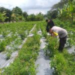 Bhabinkamtibmas Jagaraga Gencarkan Sosialisasi Ketahanan Pangan, Dorong Petani Manfaatkan Lahan