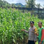 Bhabinkamtibmas Sekotong Dorong Pemanfaatan Pekarangan untuk Ketahanan Pangan