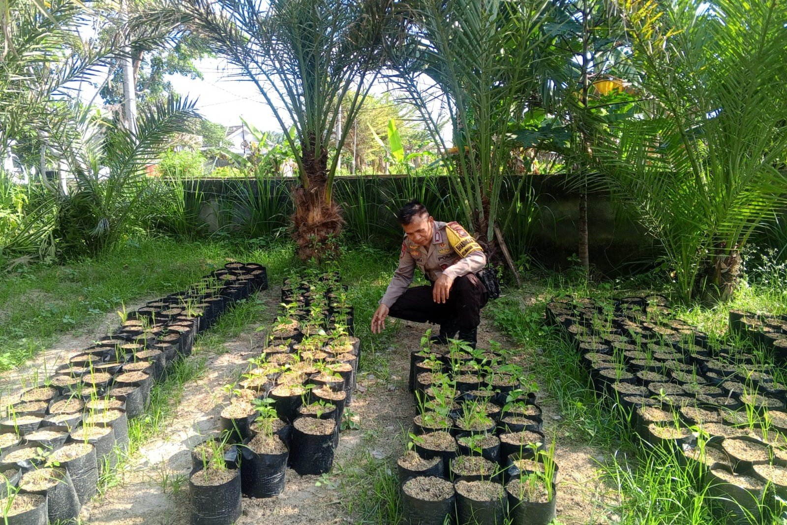 Bhabinkamtibmas Terong Tawah Dorong Ketahanan Pangan Lewat Pemanfaatan Pekarangan