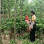 Ketahanan Pangan Dimulai dari Desa, Bhabinkamtibmas Dampingi Petani Cabai di Kediri Lombok Barat