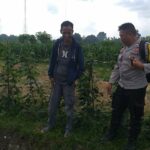 Ketahanan Pangan Dimulai dari Desa, Inisiatif Bhabinkamtibmas di Dusun Beremi Kuripan