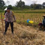 Ketahanan Pangan Dimulai dari Desa, Polsek Kuripan Dampingi Petani Jagung di Iting Langgem