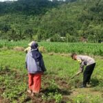 Sinergi Polisi-Warga Kuripan, Ketahanan Pangan Dimulai dari Pekarangan