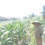 Polri dan Petani Labuapi Bersinergi, Perkuat Ketahanan Pangan Nasional Melalui Optimalisasi Lahan