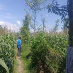 Polsek Gerung Pantau Lahan Jagung Siap Panen di Desa Beleka