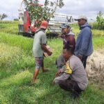 Sinergi Petani dan Polisi di Kediri Lombok Barat, Wujudkan Swasembada Jagung