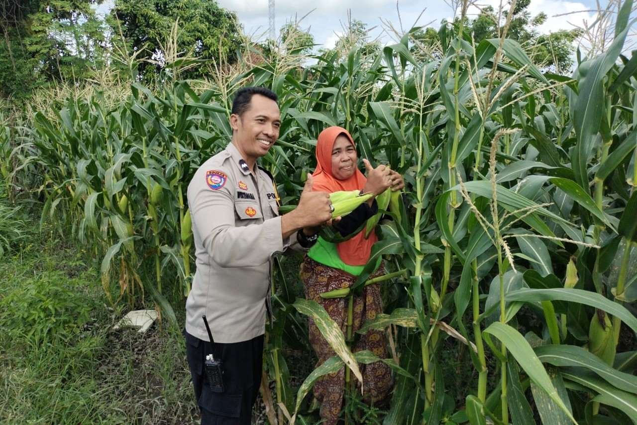 Pekarangan Produktif, Desa Aman: Inisiatif Ketahanan Pangan Bhabinkamtibmas Labuapi