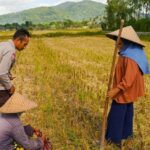 Sinergi Polsek Kuripan dan Petani Iting Langgem, Dukung Swasembada Pangan Lokal