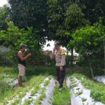Bhabinkamtibmas Batulayar Dampingi Warga Panen Cabai, Dorong Pangan Mandiri dari Pekarangan