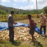 Bhabinkamtibmas Sekotong Dukung Petani Jagung di Desa Batu Putih