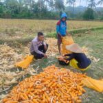 Jalin Silaturahmi, Bhabinkamtibmas Lembar Dukung Petani Jagung di Eyat Mayang