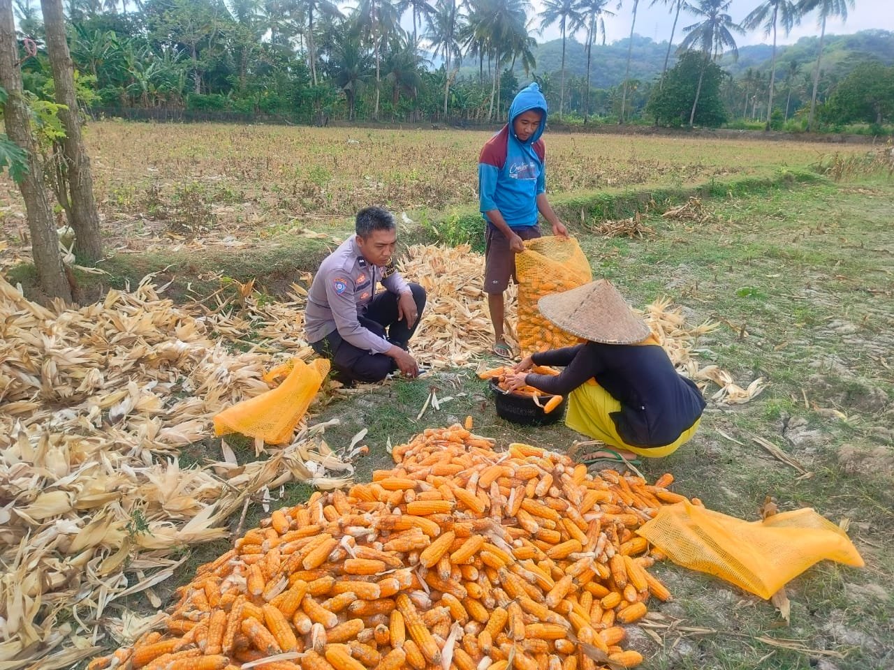 Jalin Silaturahmi, Bhabinkamtibmas Lembar Dukung Petani Jagung di Eyat Mayang
