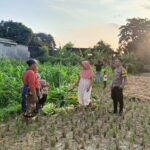 Polsek Kuripan Dukung Ketahanan Pangan di Dusun Pelulan Lewat Sosialisasi ke Petani Jagung