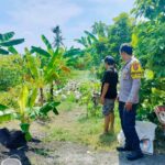 Polsek Lembar Dukung Ketahanan Pangan, Bhabinkamtibmas Beri Semangat Petani Jagung di Eyat Mayang