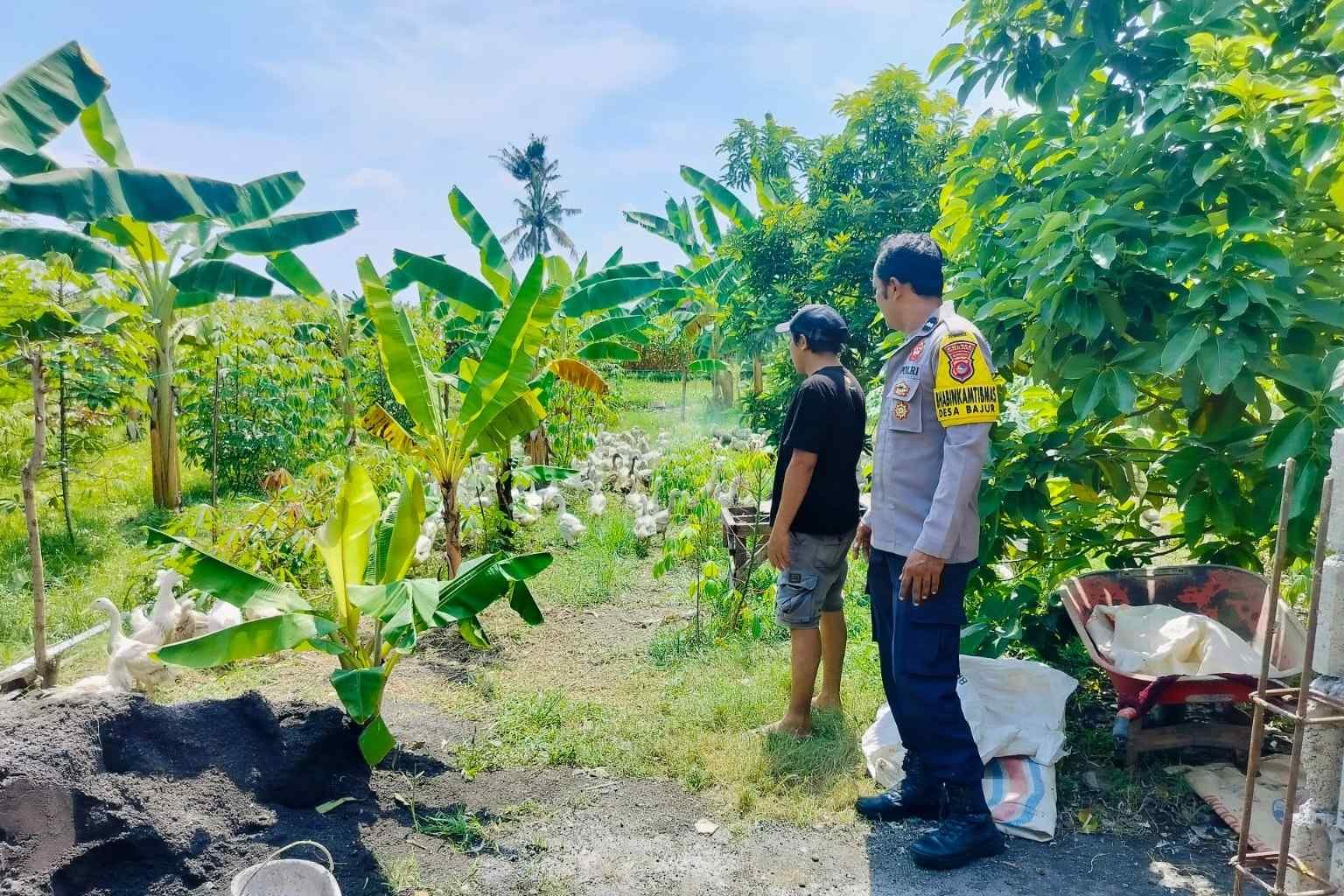 Polsek Lembar Dukung Ketahanan Pangan, Bhabinkamtibmas Beri Semangat Petani Jagung di Eyat Mayang
