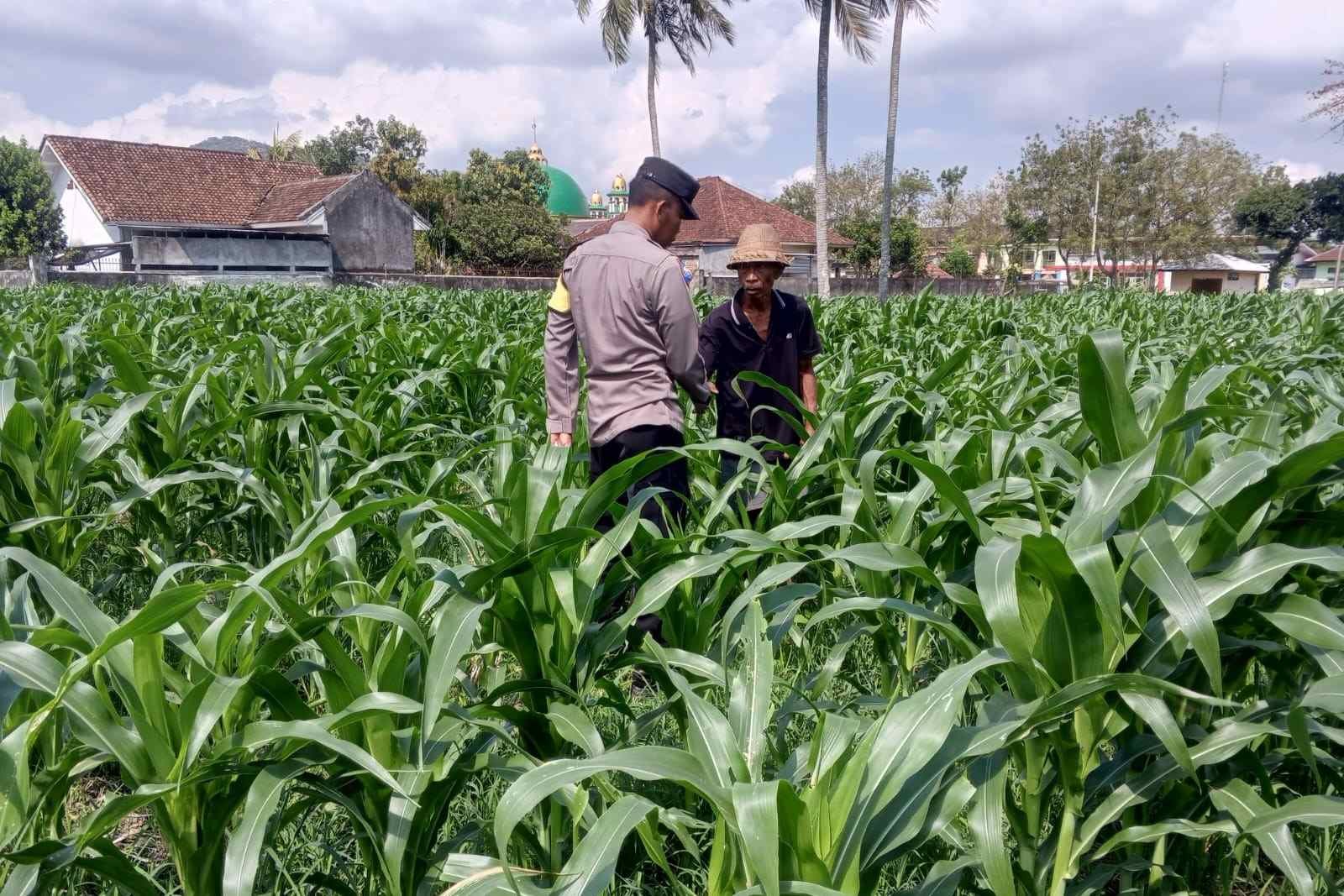 Sinergi Polri dan Petani, Panen Jagung di Sekotong Berjalan Aman