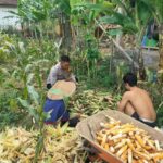 Polisi Sambangi Petani Jagung di Eyat Mayang Lembar, Dorong Ketahanan Pangan Lokal
