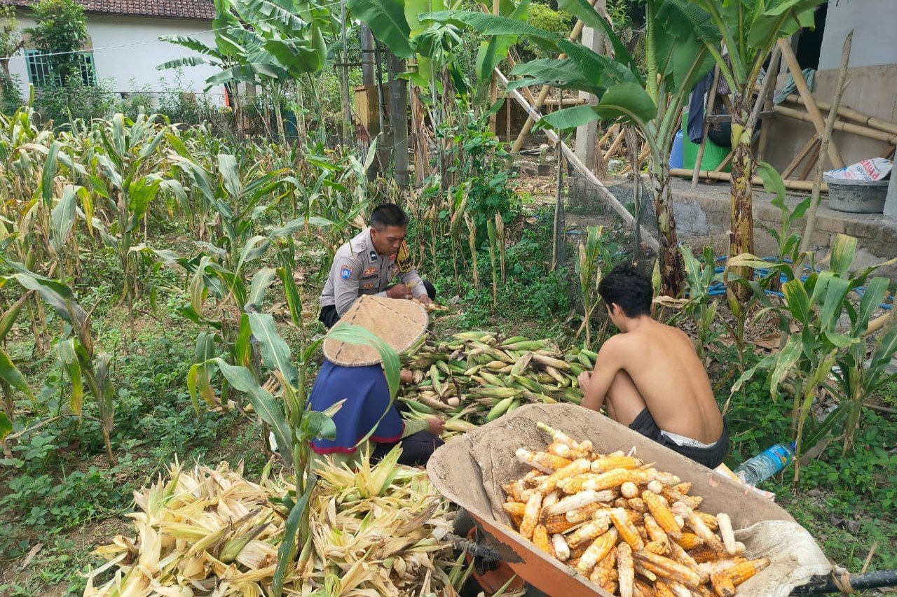 Polisi Sambangi Petani Jagung di Eyat Mayang Lembar, Dorong Ketahanan Pangan Lokal