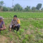 Sinergi Polri dan Warga Kuranji Dorong Desa Mandiri Pangan