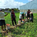 Polres Lombok Barat Turun ke Sawah, Pastikan Produktivitas Jagung di Gerung Terjaga