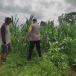 Polri Aktif Kawal Pertanian Jagung di Desa Kuranji Dalang, Labuapi Lombok Barat