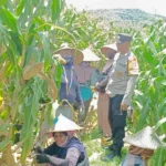 Bhabinkamtibmas Kawal Panen Jagung, Petani Babussalam Tersenyum Lega