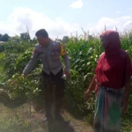 Bhabinkamtibmas dan Petani Bersatu Perkuat Ketahanan Pangan Lokal