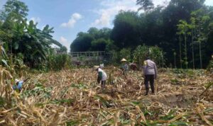 Kemandirian Pangan: Bhabinkamtibmas Kuripan Kunjungi Petani Jagung