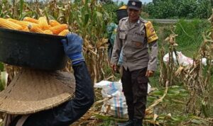 Kabar Baik dari Babussalam: Panen Jagung Sukses, Hasilnya Langsung Diserap Pengepul Lokal