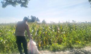 Jagung Lelede Panen Raya, Polri Pastikan Proses Aman dan Harga Stabil