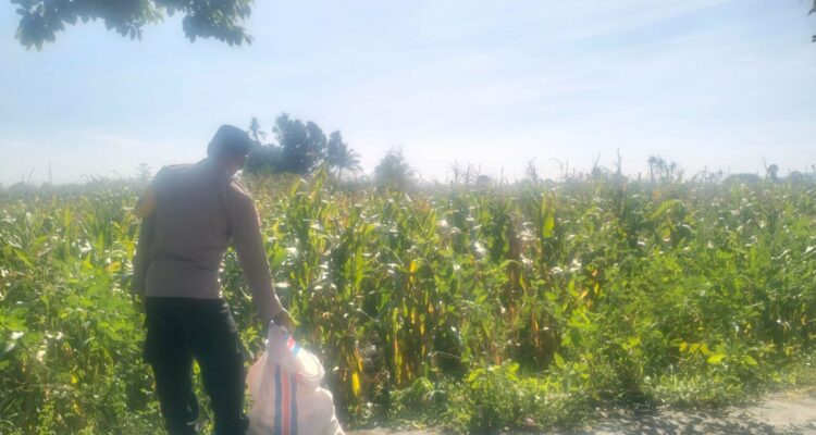 Jagung Lelede Panen Raya, Polri Pastikan Proses Aman dan Harga Stabil